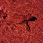 Vingt bébés tortues émergent de leurs œufs sur une plage de Toulon.