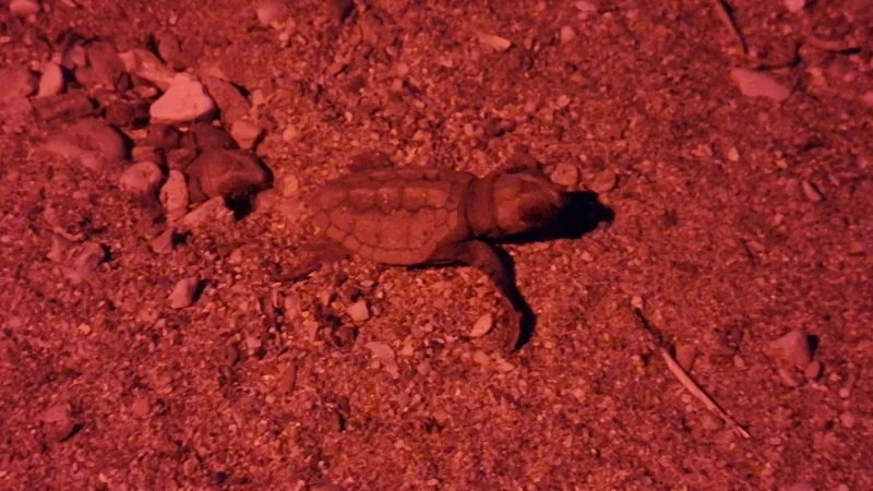 Vingt bébés tortues émergent de leurs œufs sur une plage de Toulon.