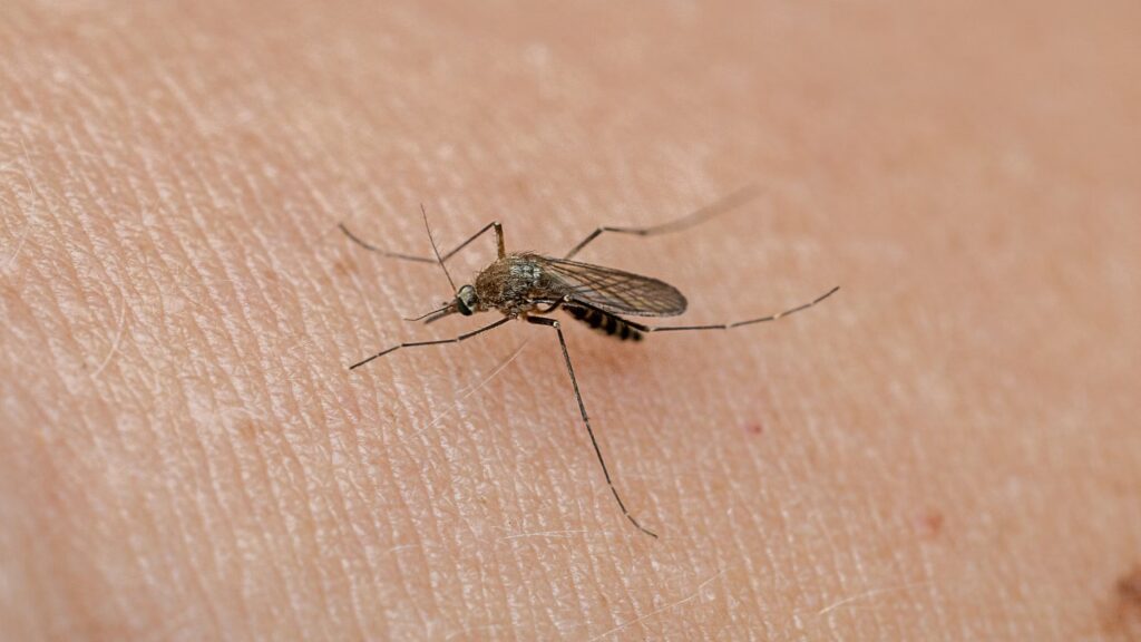Multiplication des cas de virus du Nil occidental en France métropolitaine.