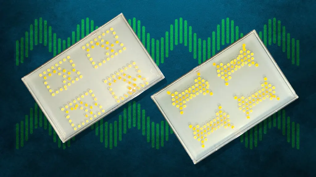 MIT transforme des bactéries en transistors vivants pour des applications électroniques.