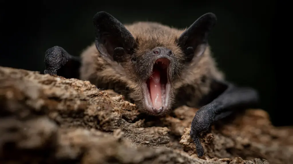 Des chauves-souris portent des virus dangereux sans tomber malades, selon des chercheurs.