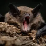 Des chauves-souris portent des virus dangereux sans tomber malades, selon des chercheurs.