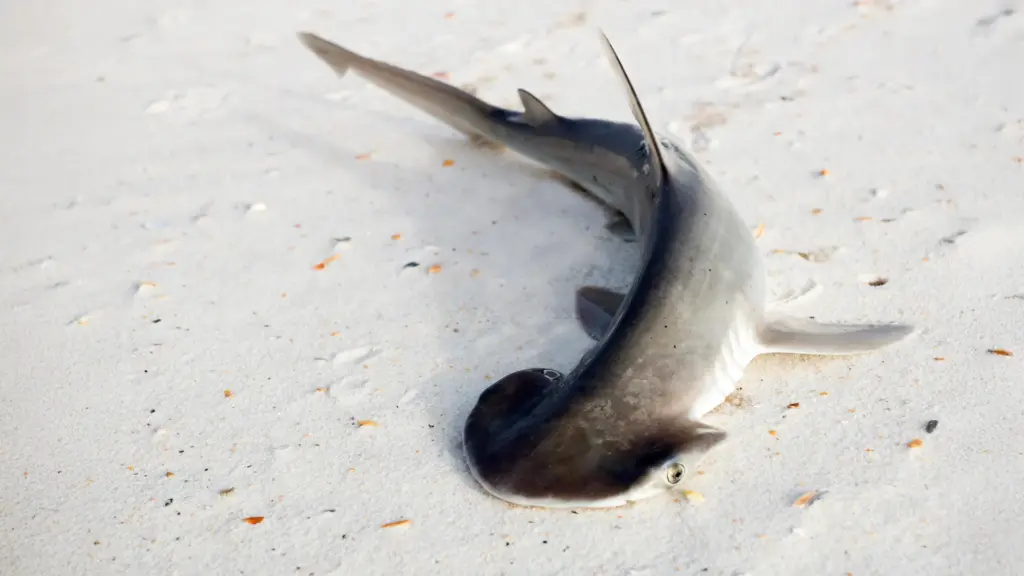 Des scientifiques réfutent une théorie sur la tête atypique des requins du Groenland.