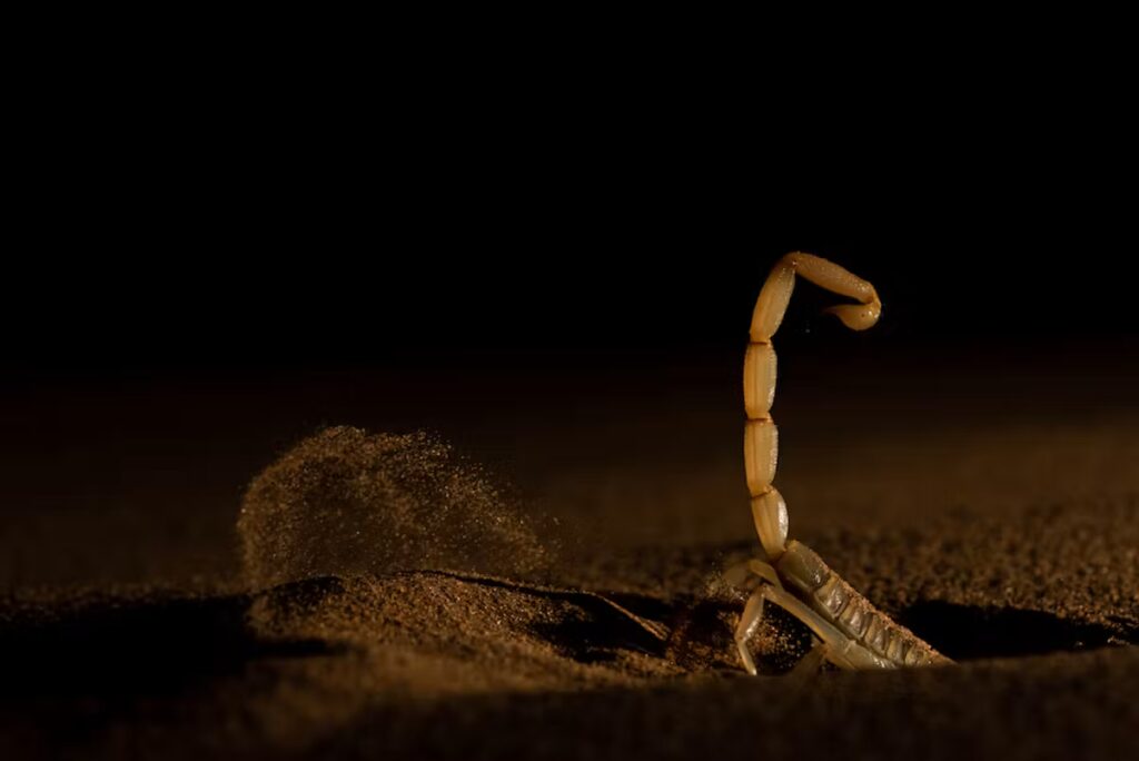 Du venin de scorpion utilisé pour traiter des maladies du foie dans des recherches médicales.