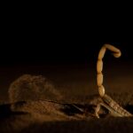 Du venin de scorpion utilisé pour traiter des maladies du foie dans des recherches médicales.