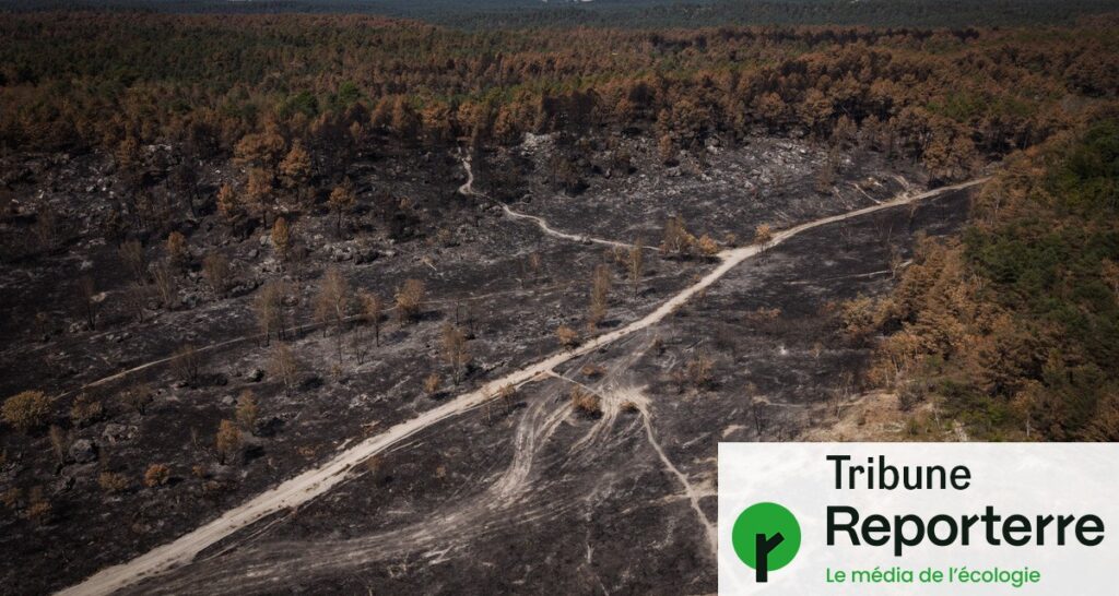 Incendie de la forêt de Fontainebleau : enjeux de l’artificialisation et de la monoculture.