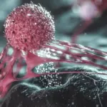 Des scientifiques découvrent des cellules cancéreuses du sein dissimulées derrière des « boucliers » protecteurs.