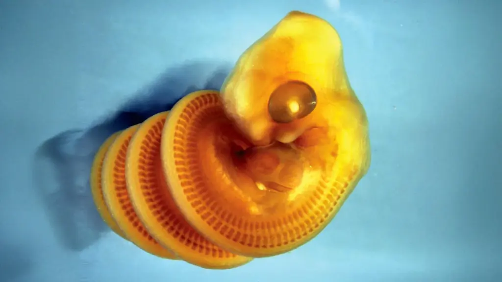 Des scientifiques expliquent pourquoi les embryons de serpents se tordent en spirales.