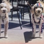 OpenAI met à jour ChatGPT Images en version 2.5 avec nouvelles fonctionnalités et partage de prompts.