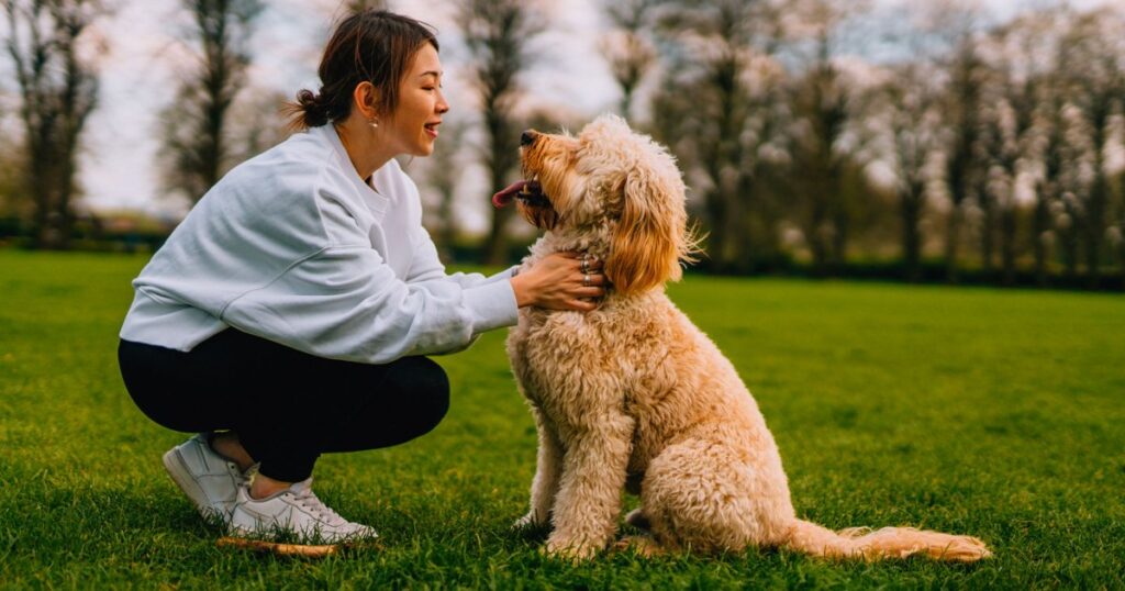 Pourquoi certains chiens grognent-ils lors des caresses : analyse comportementale vétérinaire