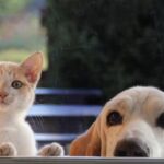 Les chiens et les chats adoptent des comportements similaires à ceux des enfants chez les propriétaires.