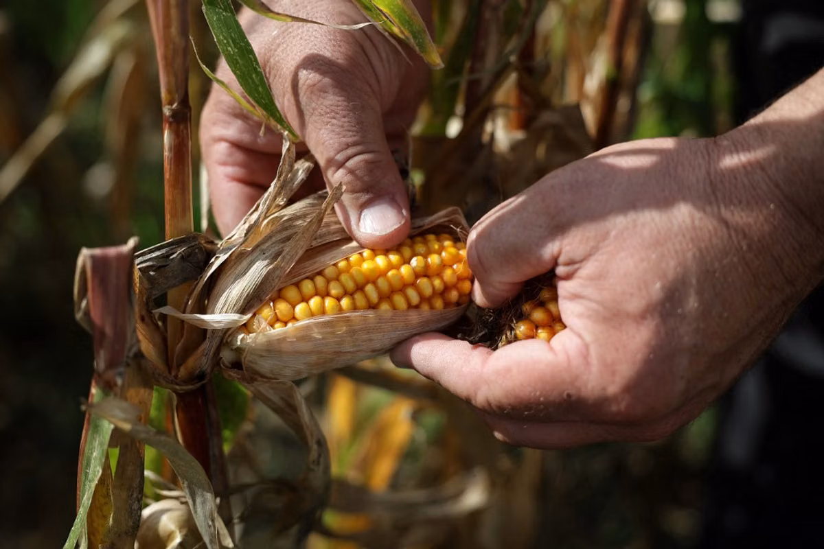 Agriculture française : chute des rendements et craintes de pénuries après un été difficile.