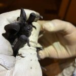Des centaines de chauves-souris à Nice contaminées au plomb, alerte des autorités sanitaires.