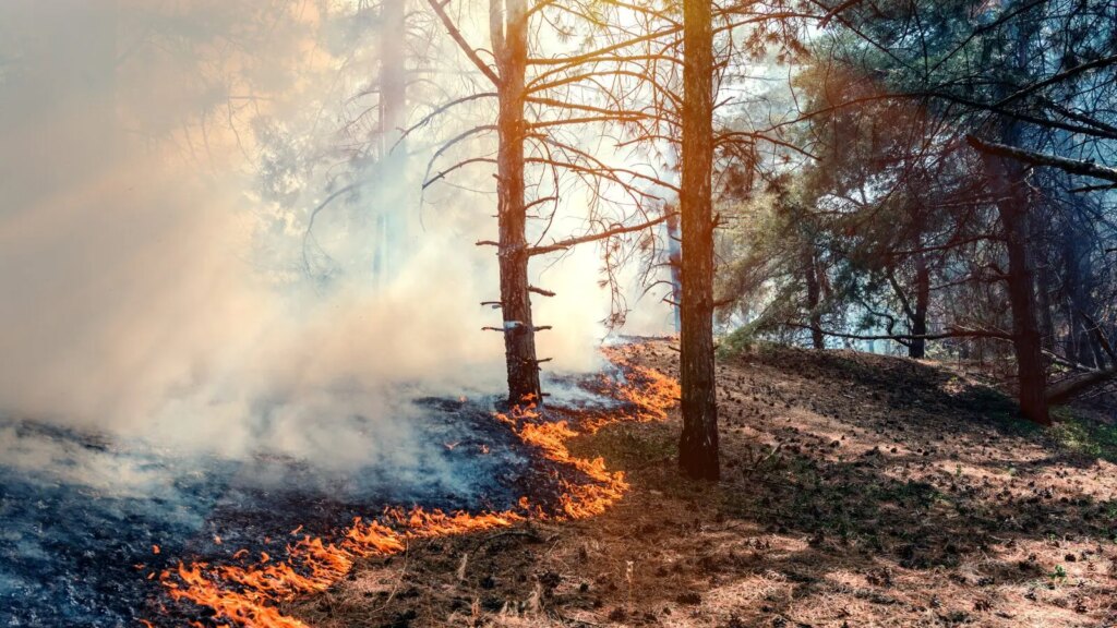 Les Écologistes en France face aux conséquences de l’été caniculaire en 2024.