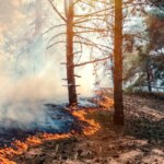 Les Écologistes en France face aux conséquences de l&rsquo;été caniculaire en 2024.