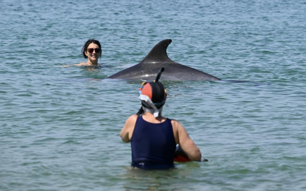 Captures de dauphins suspendues dans le golfe de Gascogne par les autorités maritimes.