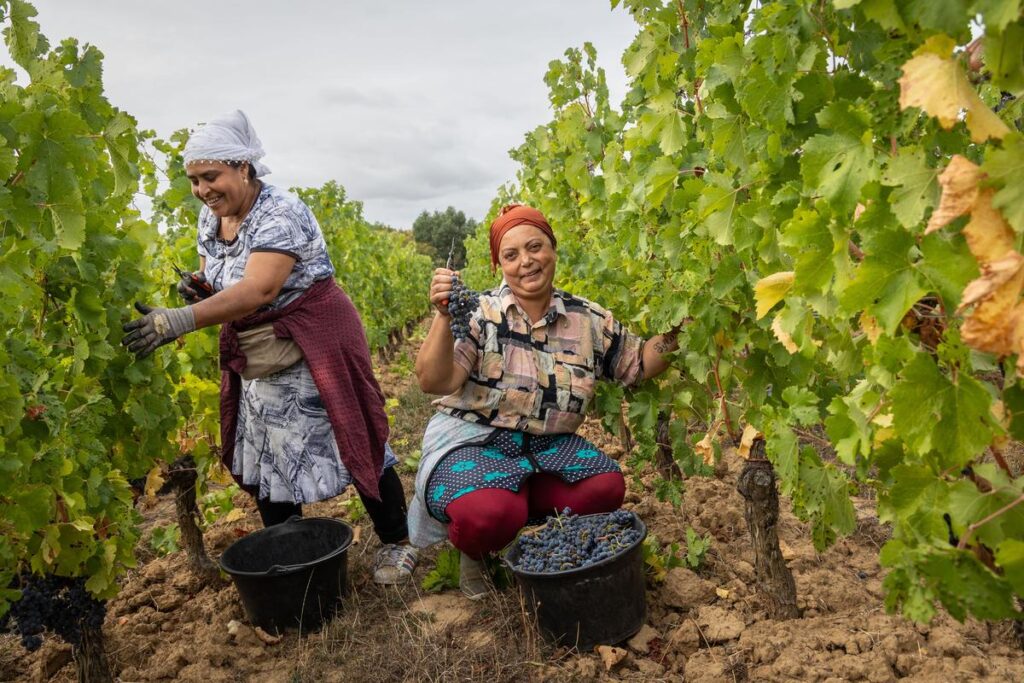 Vin de Bordeaux : Les vendanges manuelles dans un grand cru classé de Saint-Émilion expliquées.
