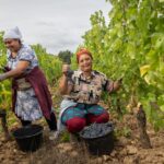 Vin de Bordeaux : Les vendanges manuelles dans un grand cru classé de Saint-Émilion expliquées.