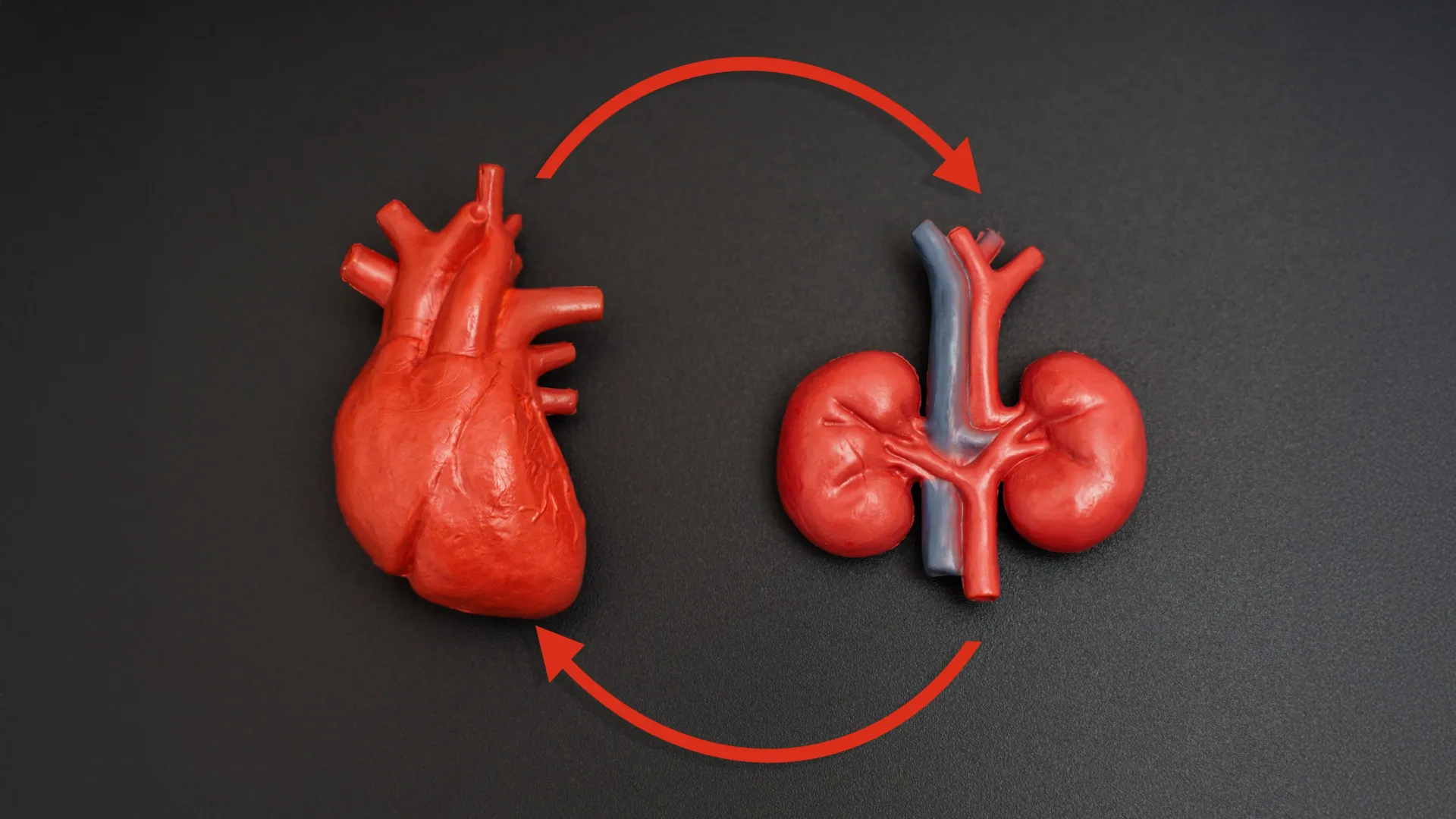 Nouvelles directives pour briser le lien entre maladies cardiaques et rénales.