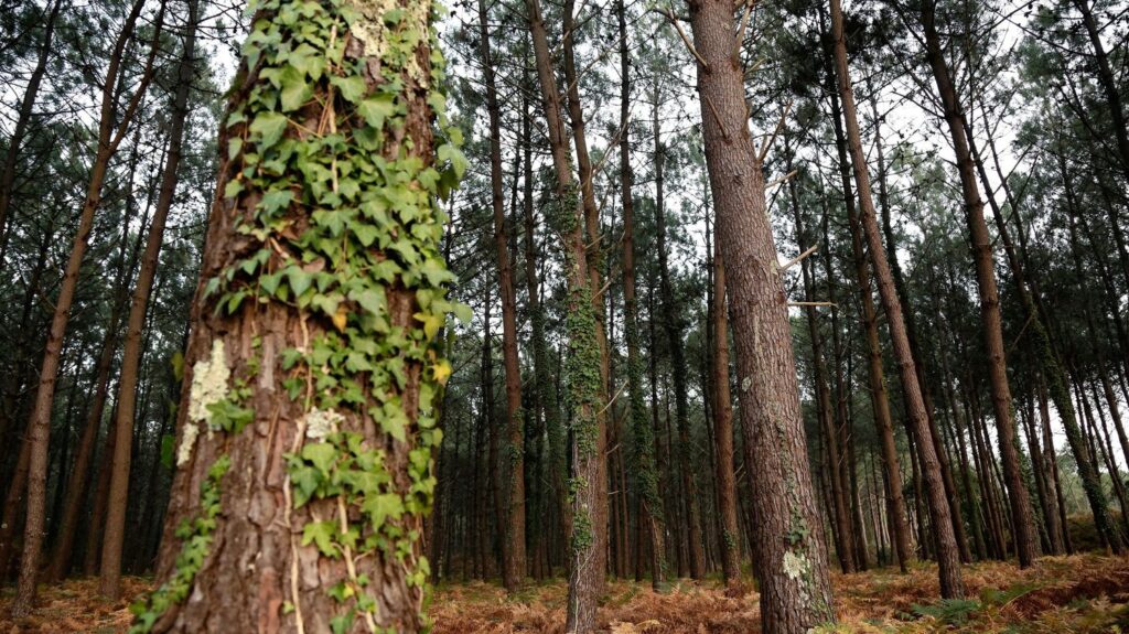 Nouveaux cas de nématode du pin en Nouvelle-Aquitaine, surveillance élargie à 140 communes