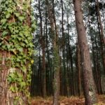 Nouveaux cas de nématode du pin en Nouvelle-Aquitaine, surveillance élargie à 140 communes