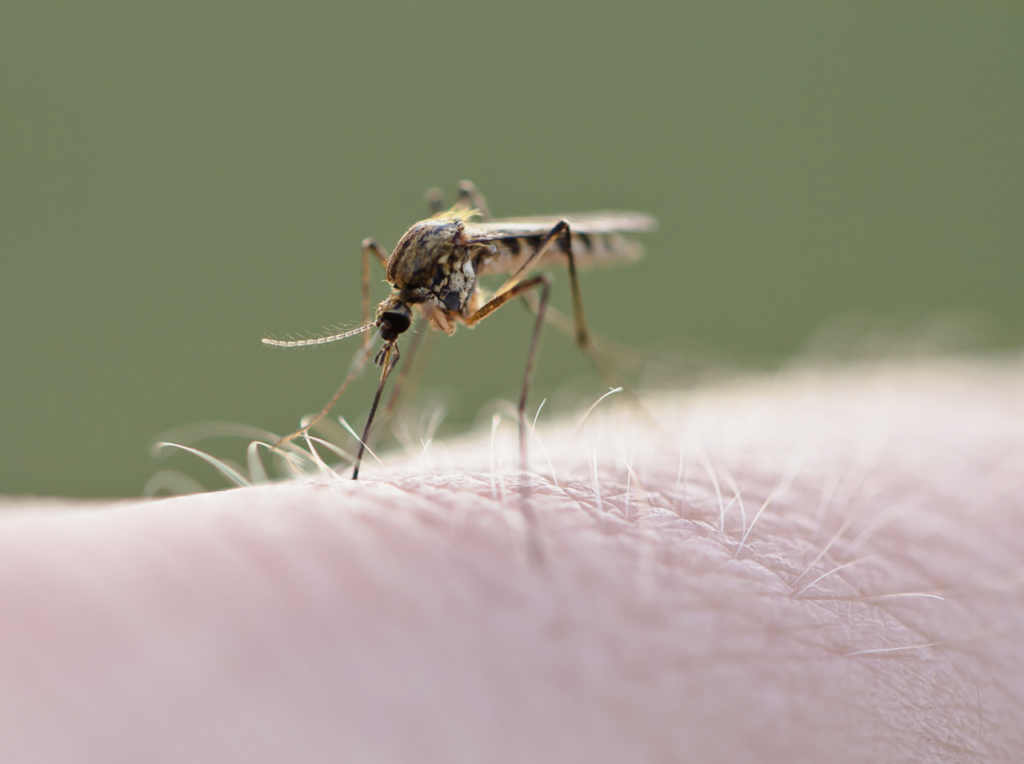 Neuf cas de virus diagnostiqués dans les Bouches-du-Rhône avec complications potentiellement mortelles.