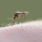 Neuf cas de virus diagnostiqués dans les Bouches-du-Rhône avec complications potentiellement mortelles.