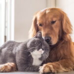 Assurance animale : exclusions et délais de carence en France, quel coût pour les propriétaires ?
