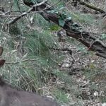 Naissance de louveteaux dans le massif du Pilat, Rhône – Loire.