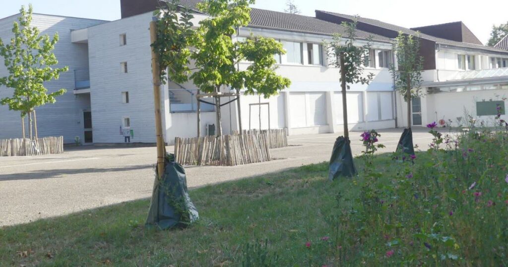 Travaux de végétalisation à l’école du Rotenberg à Ribeauvillé : poursuite des aménagements.