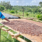 Côte d’Ivoire : la carte du producteur de cacao devient obligatoire pour la campagne 2023.