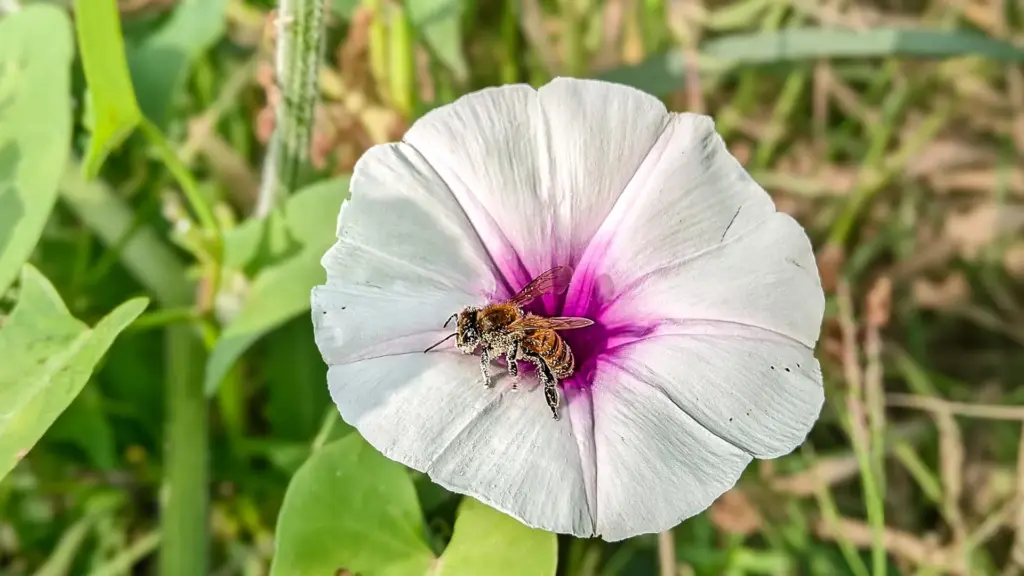 Les plantes pourraient évoluer vers des traits inadaptés face au changement climatique.