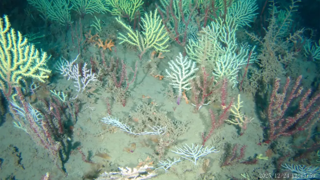 Un récif corallien considéré mort depuis 60 ans redécouvert avec une biodiversité riche.