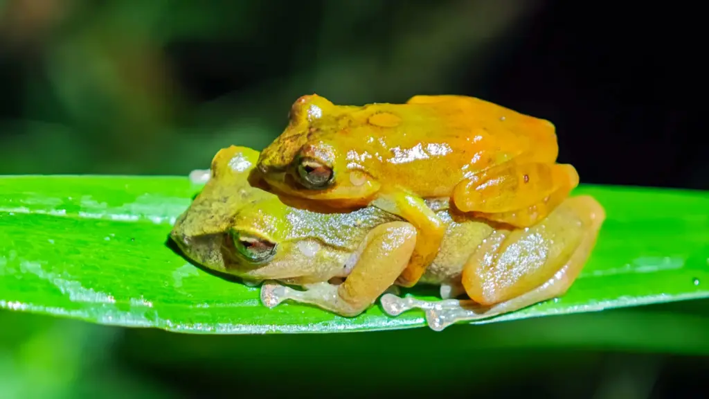 Une nouvelle espèce de grenouille découverte après un siècle de méconnaissance.