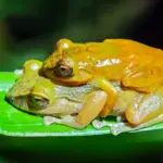 Une nouvelle espèce de grenouille découverte après un siècle de méconnaissance.