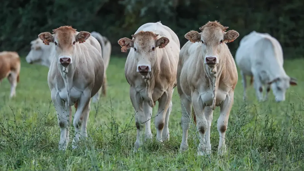 La Cour des comptes critique la politique agricole commune en France pour ses inefficacités.