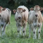 La Cour des comptes critique la politique agricole commune en France pour ses inefficacités.