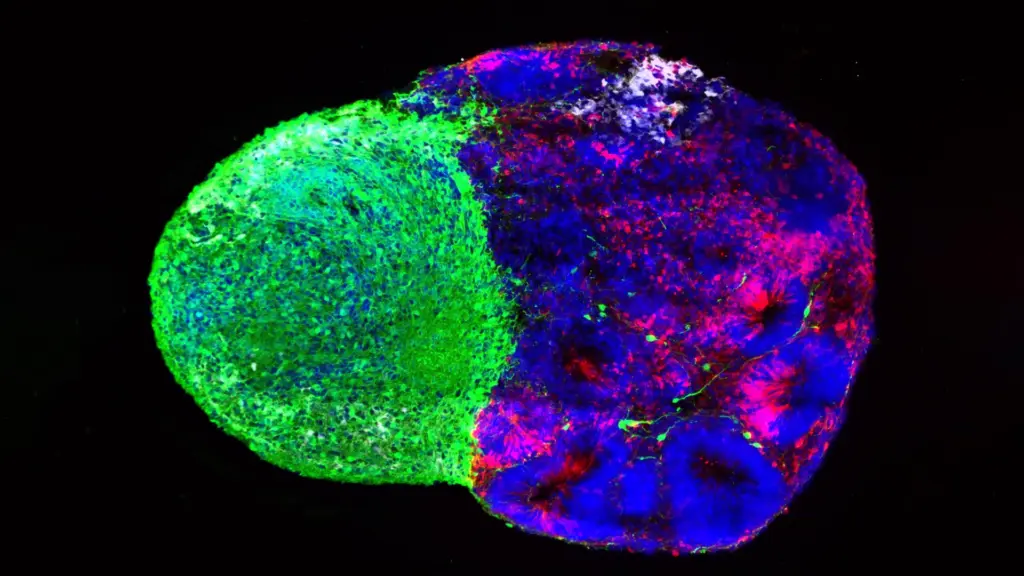 Des scientifiques identifient les instructions cachées de la construction du cerveau humain.
