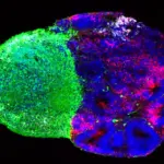 Des scientifiques identifient les instructions cachées de la construction du cerveau humain.