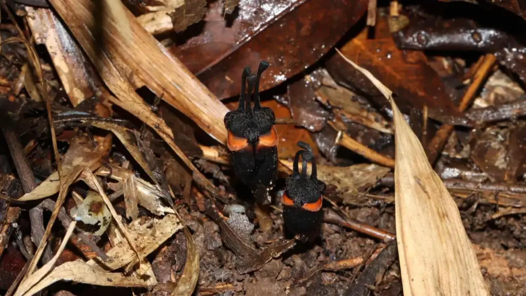 Des scientifiques découvrent une plante rare, le « fleur du diable », en Thaïlande.