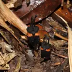 Des scientifiques découvrent une plante rare, le « fleur du diable », en Thaïlande.