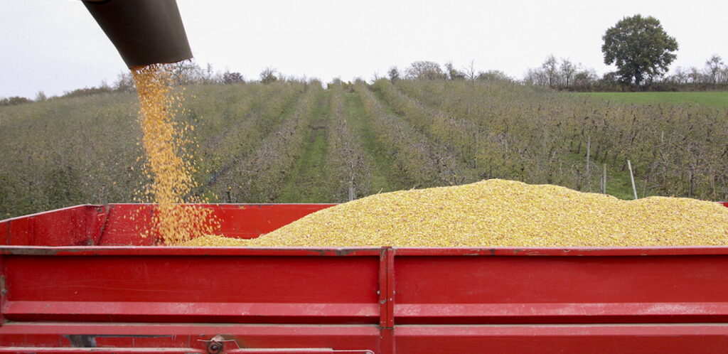 Mauvaises récoltes et tensions géopolitiques perturbent le marché des céréales mondial.