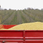 Mauvaises récoltes et tensions géopolitiques perturbent le marché des céréales mondial.