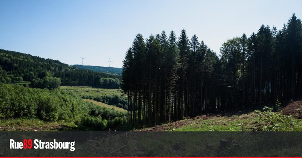 Les Vosges ne fourniront pas de refuge contre le changement climatique, selon les experts.